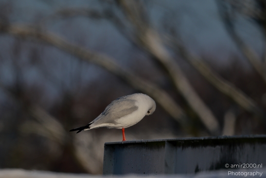 Seagull_During_Wintery_Day_In_Amsterdam_Birds_Photography_Nature_Photography_Canon_EOS_R5_Mark_II_2026_002.JPG