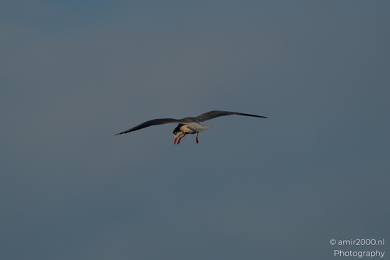 Seagull_During_Wintery_Day_In_Amsterdam_Birds_Photography_Nature_Photography_Canon_EOS_R5_Mark_II_2026_003.JPG