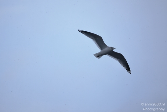 A seagull in flight against a snowy sky. - image from year 2026 #001