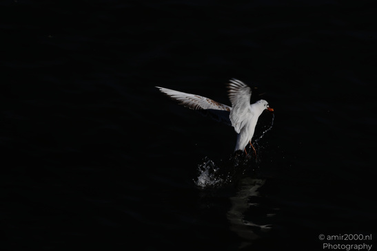 Seagull_In_Flight_Over_The_Canals_Of_Amsterdam_Birds_Photography_Nature_Photography_Canon_EOS_R5_Mark_II_2026_001.JPG