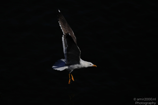 Seagull_In_Flight_Over_The_Canals_Of_Amsterdam_Birds_Photography_Nature_Photography_Canon_EOS_R5_Mark_II_2026_002.JPG