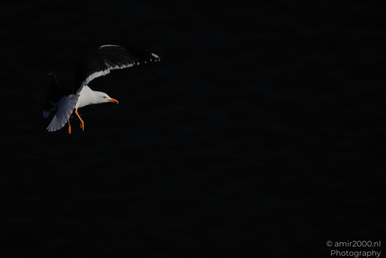 Seagull_In_Flight_Over_The_Canals_Of_Amsterdam_Birds_Photography_Nature_Photography_Canon_EOS_R5_Mark_II_2026_003.JPG