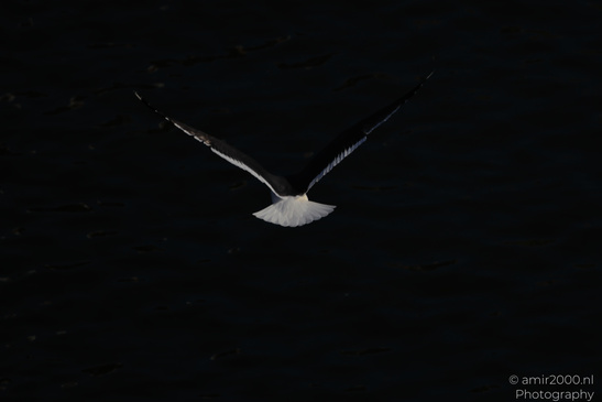 Seagull_In_Flight_Over_The_Canals_Of_Amsterdam_Birds_Photography_Nature_Photography_Canon_EOS_R5_Mark_II_2026_004.JPG