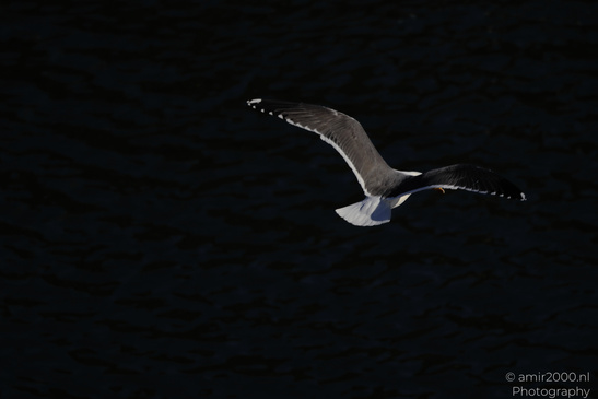 Seagull_In_Flight_Over_The_Canals_Of_Amsterdam_Birds_Photography_Nature_Photography_Canon_EOS_R5_Mark_II_2026_005.JPG