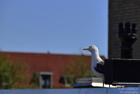 Seagull_On_The_Roofs_Of_Amsterdam_Birds_Photography_Nature_Photography_Canon_EOS_R5_Mark_II_2026_001.JPG