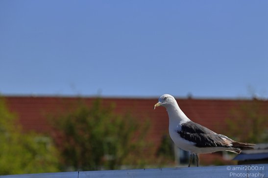 Seagull_On_The_Roofs_Of_Amsterdam_Birds_Photography_Nature_Photography_Canon_EOS_R5_Mark_II_2026_002.JPG