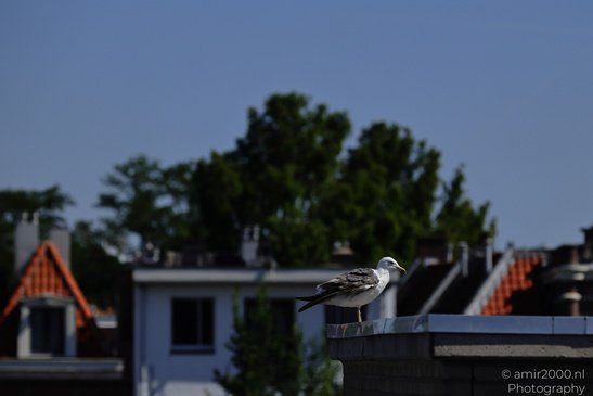 Seagull_On_The_Roofs_Of_Amsterdam_Birds_Photography_Nature_Photography_Canon_EOS_R5_Mark_II_2026_003.JPG