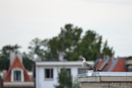 Seagull_On_The_Roofs_Of_Amsterdam_Birds_Photography_Nature_Photography_Canon_EOS_R5_Mark_II_2026_004.JPG