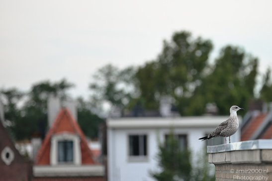 Seagull_On_The_Roofs_Of_Amsterdam_Birds_Photography_Nature_Photography_Canon_EOS_R5_Mark_II_2026_005.JPG