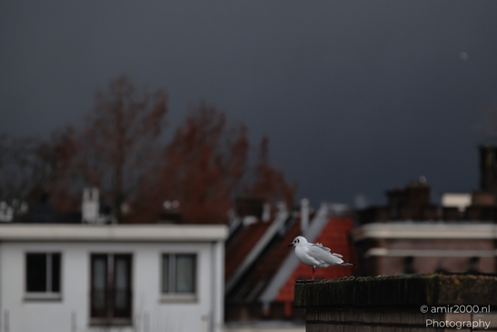 A seagull sits on a rooftop ledge in an urban setting. - image from year 2026 #001