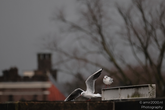 A pair of seagulls on a rooftop ledge in Amsterdam. - image from year 2026 #002