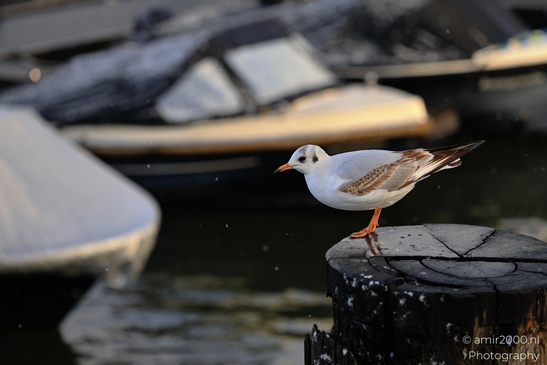 Seagull_Perched_On_Wooden_Post_In_Amsterdam_Canal_Birds_Photography_Nature_Photography_Canon_EOS_R5_Mark_II_2026_002.JPG