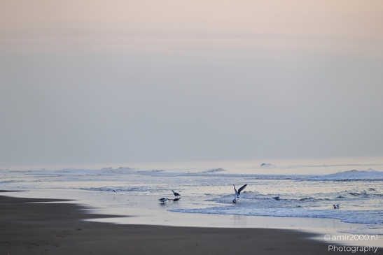 Seagulls gracefully soar over the calm North Sea at sunset, casting long shadows on the sandy - image from year 2026 #001