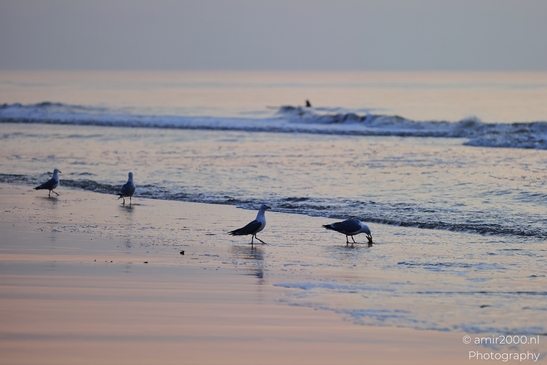 Seagulls foraging on a sandy beach at sunset, with gentle waves. - image from year 2026 #002