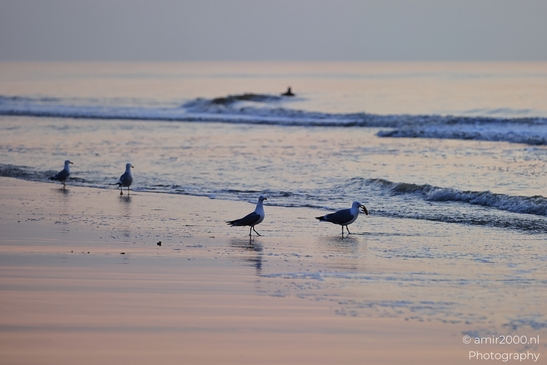 Seagulls wading in shallow water at sunset on the North Sea shore. - image from year 2026 #003