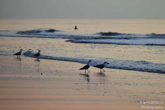Seagulls resting on a sandy beach at sunset, with gentle waves. - image from year 2026 #004