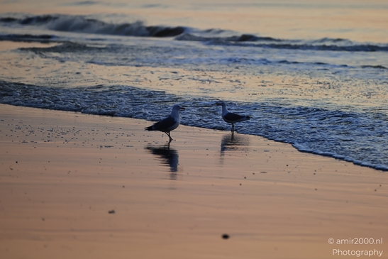 Seagulls standing on a sandy beach at sunset, with waves. - image from year 2026 #005