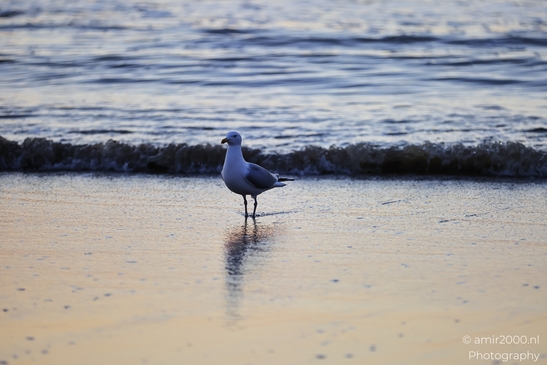 A solitary seagull stands on a sandy beach, its reflection shimmering in the wet sand. - image from year 2026 #006