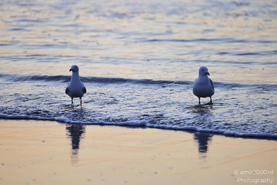 Beach with seagulls and gentle waves at sunset. - image from year 2026 #007