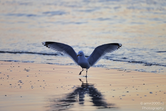 A seagull stands on the wet sand at sunset, its wings spread wide. - image from year 2026 #008
