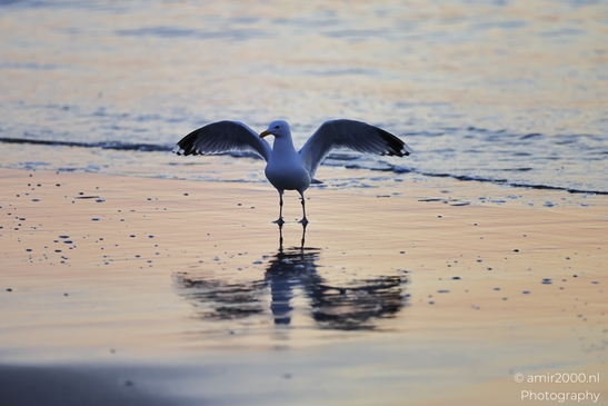 A seagull stands on the wet sand, its wings spread wide as it surveys the shoreline. - image from year 2026 #009