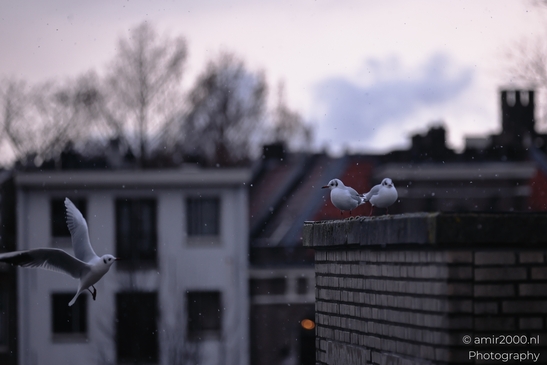 Two seagulls resting on a rooftop chimney amidst winter snowfall in Amsterdam. - image from year 2026 #001