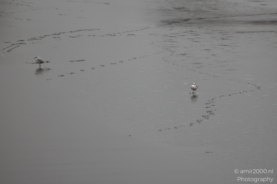 Seagulls_On_A_Snowy_Canal_Amsterdam_Netherlands_Nature_Photography_Canon_EOS_R5_Mark_II_2026_002.JPG