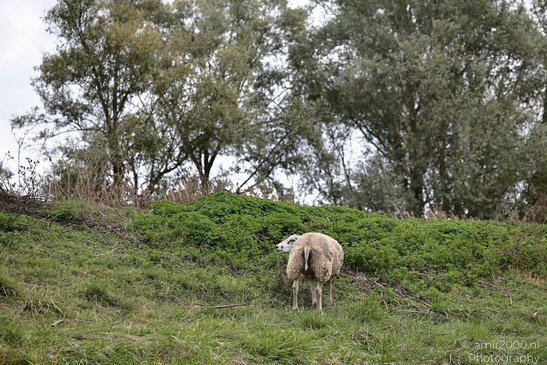 A sheep grazes on a grassy slope bordered by low vegetation and tall trees. - image from year 2026 #001
