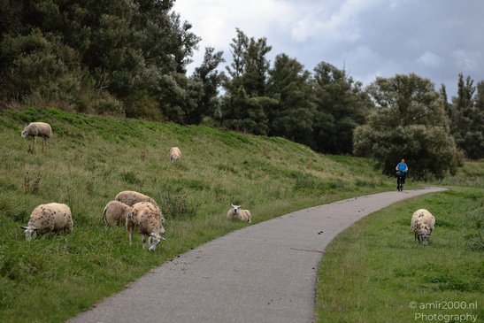 A cyclist rides along a path as sheep graze in the grassy hills. - image from year 2026 #002