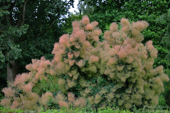 Smoke_Bush_Flora_Photography_Nature_Photography_Canon_EOS_R5_Mark_II_2026_001.JPG