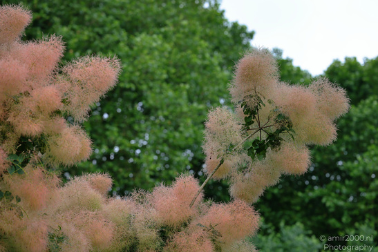 Smoke_Bush_Flora_Photography_Nature_Photography_Canon_EOS_R5_Mark_II_2026_002.JPG