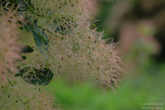 Smoke_Bush_Flora_Photography_Nature_Photography_Canon_EOS_R5_Mark_II_2026_003.JPG