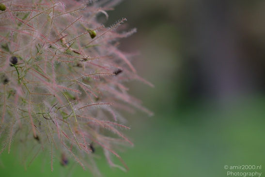 Smoke_Bush_Flora_Photography_Nature_Photography_Canon_EOS_R5_Mark_II_2026_004.JPG