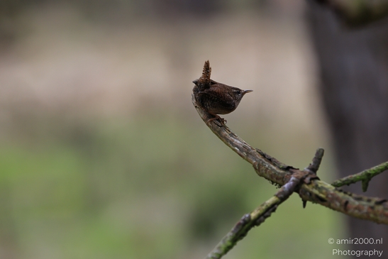 Songbird_Perched_On_Branch_In_Amsterdamse_Waterleidingduinen_Birds_Photography_Nature_Photography_Canon_EOS_R5_Mark_II_2026_001.JPG