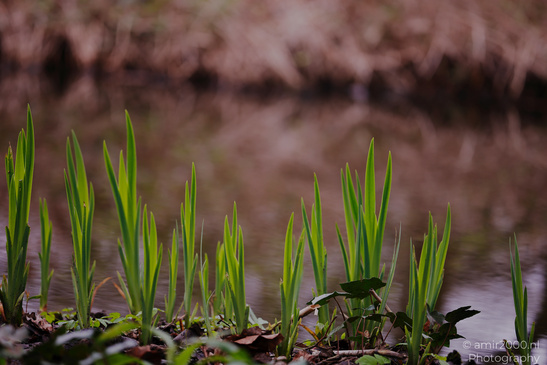 Spring_Green_Plants_Flora_Photography_Nature_Photography_Canon_EOS_R5_Mark_II_2026_001.JPG