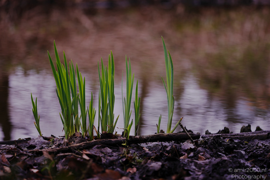 Spring_Green_Plants_Flora_Photography_Nature_Photography_Canon_EOS_R5_Mark_II_2026_002.JPG