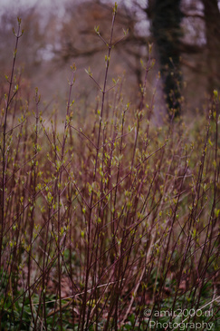 Spring_Green_Plants_Flora_Photography_Nature_Photography_Canon_EOS_R5_Mark_II_2026_003.JPG