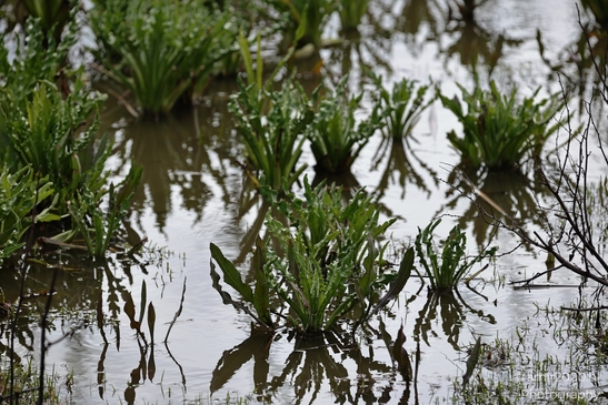 Spring green plants thrive in a shallow pond with reflections of trees and sky. - image from year 2026 #004