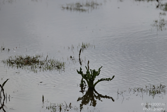 A water body with some aquatic plants and grasses partially submerged in it. - image from year 2026 #005