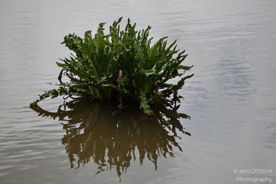 A lone plant emerges from the water, its reflection mirrored perfectly. - image from year 2026 #006