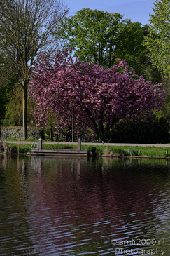 Spring_Scenery_In_Amstelveen_Netherlands_Nature_Photography_Canon_EOS_R5_Mark_II_2026_003.JPG