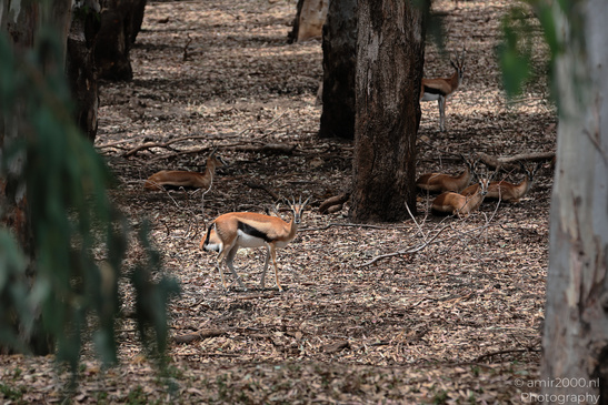 Springbok_Herd_African_Antelopes_At_Ramat_Gan_Safari_Animal_Photography_Nature_Photography_Canon_EOS_R5_Mark_II_2026_001.JPG