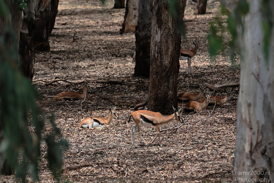 Springbok_Herd_African_Antelopes_At_Ramat_Gan_Safari_Animal_Photography_Nature_Photography_Canon_EOS_R5_Mark_II_2026_002.JPG