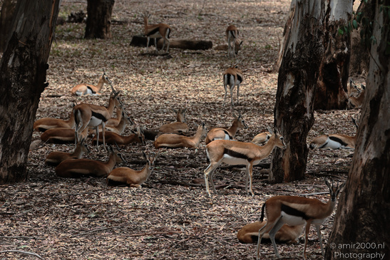 Springbok_Herd_African_Antelopes_At_Ramat_Gan_Safari_Animal_Photography_Nature_Photography_Canon_EOS_R5_Mark_II_2026_003.JPG
