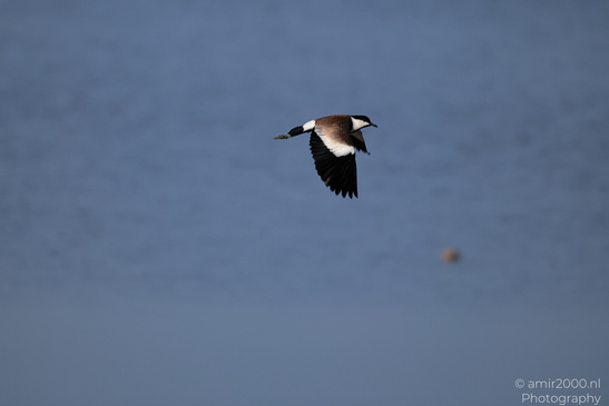 Spur_Winged_Lapwing_In_Flight_Birds_Photography_Nature_Photography_Canon_EOS_R5_Mark_II_2026_001.JPG