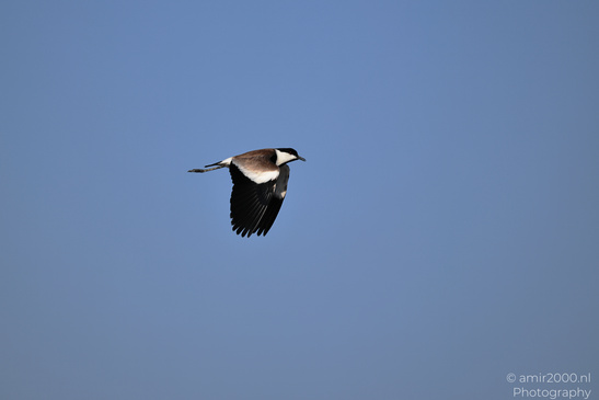 Spur_Winged_Lapwing_In_Flight_Birds_Photography_Nature_Photography_Canon_EOS_R5_Mark_II_2026_002.JPG