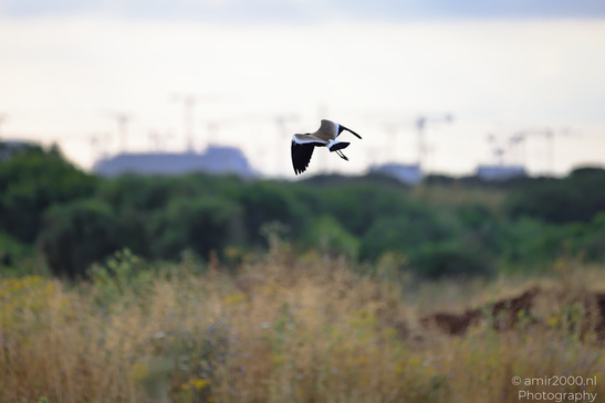 Spur_Winged_Lapwing_In_The_Park_Tel-Aviv_Birds_Photography_Nature_Photography_Canon_EOS_R5_Mark_II_2026_001.JPG
