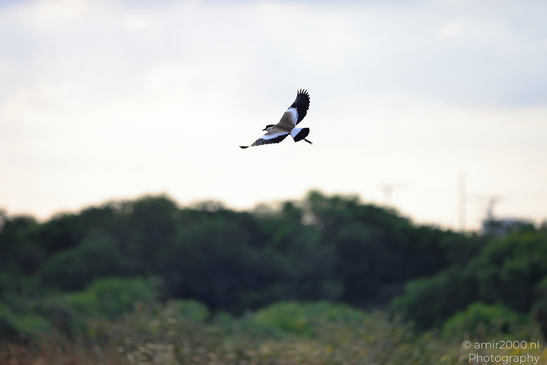 Spur_Winged_Lapwing_In_The_Park_Tel-Aviv_Birds_Photography_Nature_Photography_Canon_EOS_R5_Mark_II_2026_002.JPG