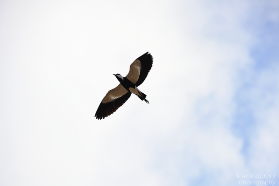Spur_Winged_Lapwing_In_The_Park_Tel-Aviv_Birds_Photography_Nature_Photography_Canon_EOS_R5_Mark_II_2026_004.JPG