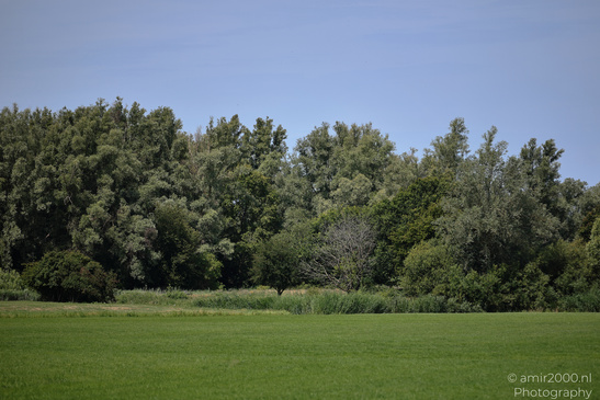 Open grassland and a dense tree line are seen at De Hoge Dijk in Amsterdam. image from year 2026 #1